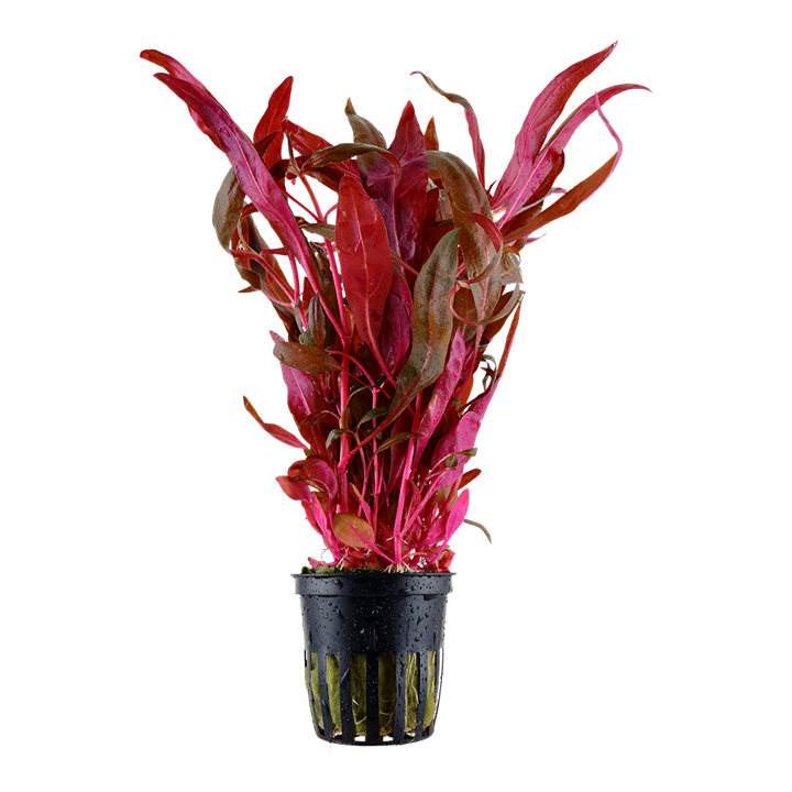 Althernera
