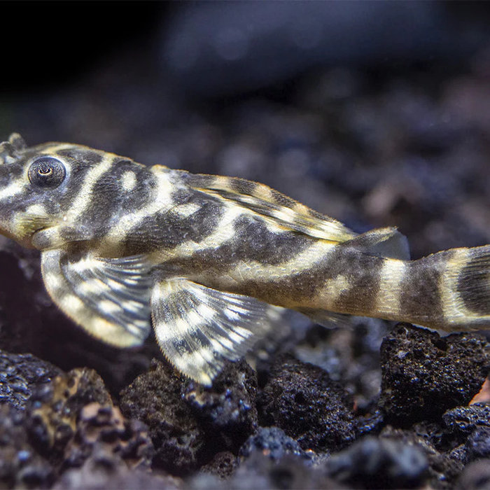 L129 Colombian Zebra Pleco