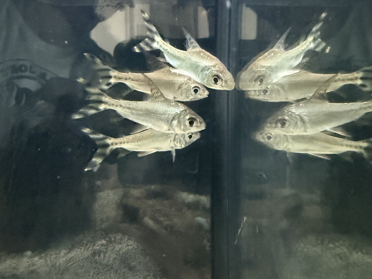 Flagtail Prochilodus (Semaprochilodus insignis)
