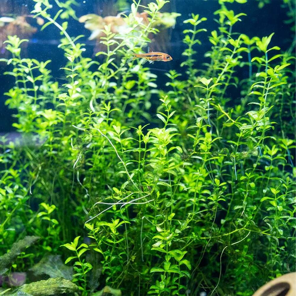 Pearlweed is one of the most versatile plants on this list