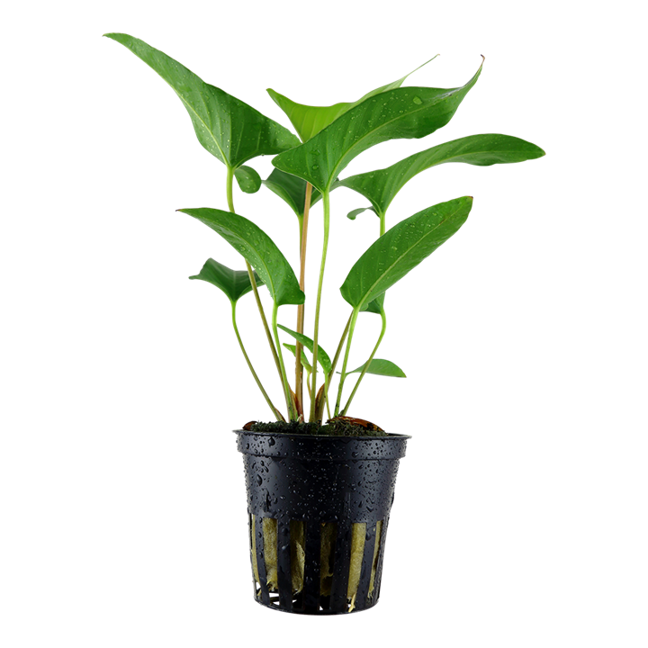 Anubias