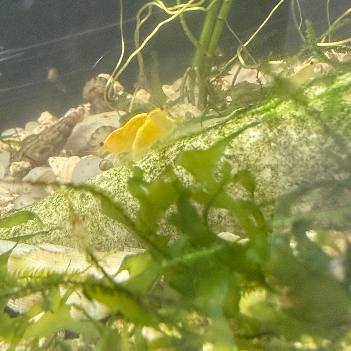 Yellow Racer (stripe)