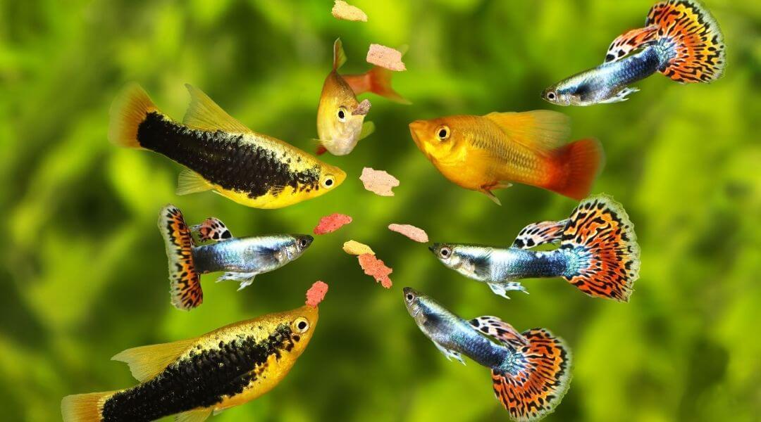 5 Common Freshwater Aquarium Mistakes and How to Avoid Them