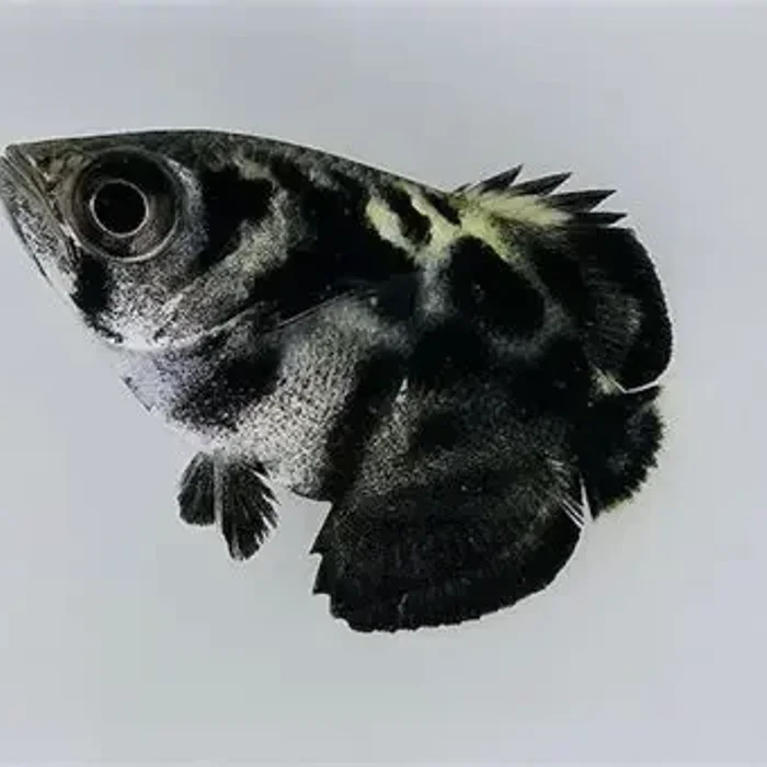 Clouded Archerfish (Toxotes blythii )
