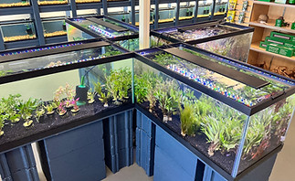Plant display tanks