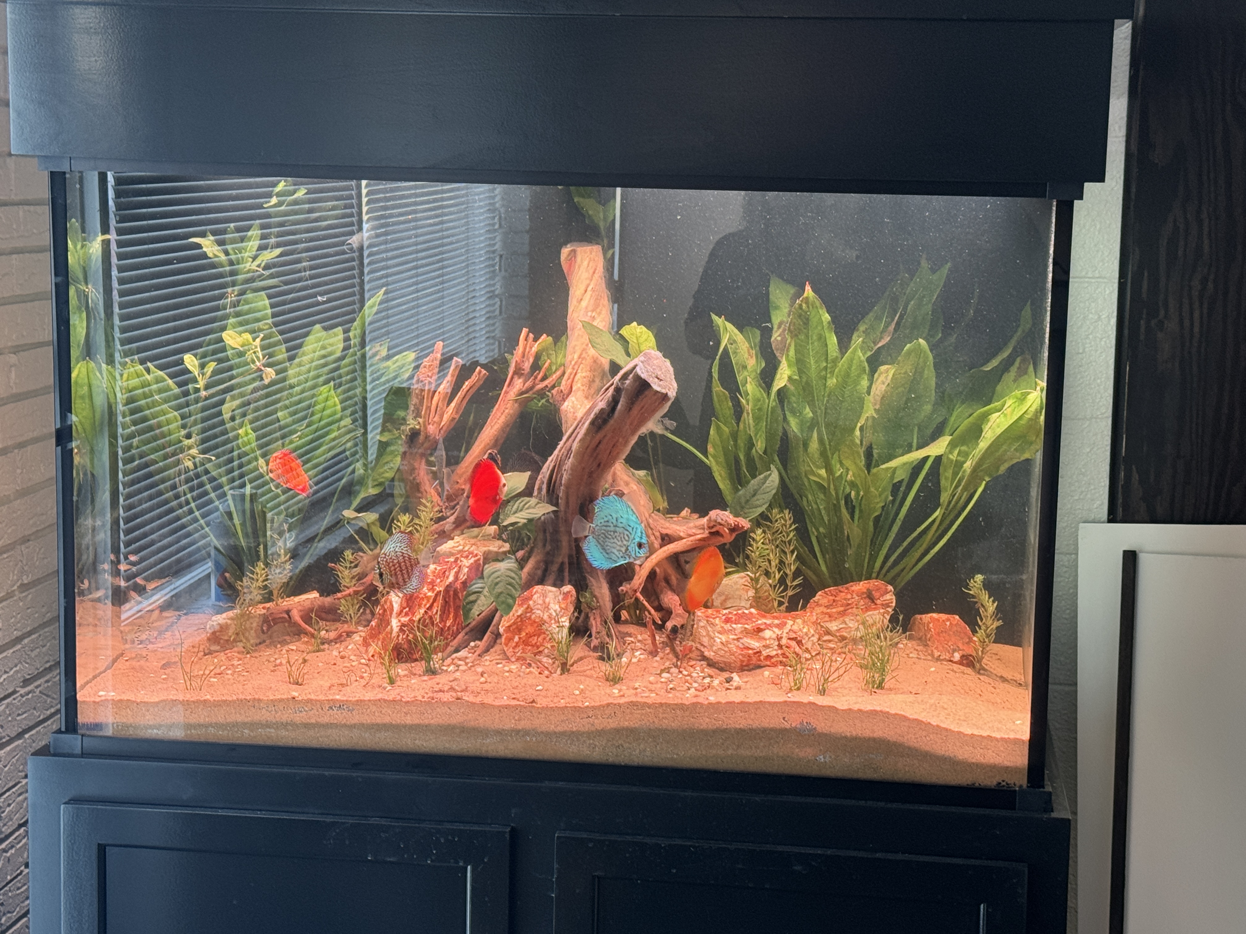 150 Gallon Custom Aquariums Tank
