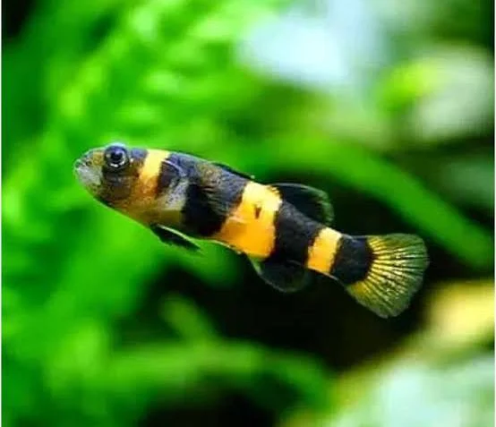 Goby freshwater fish at Fins For Grins in Broken Arrow