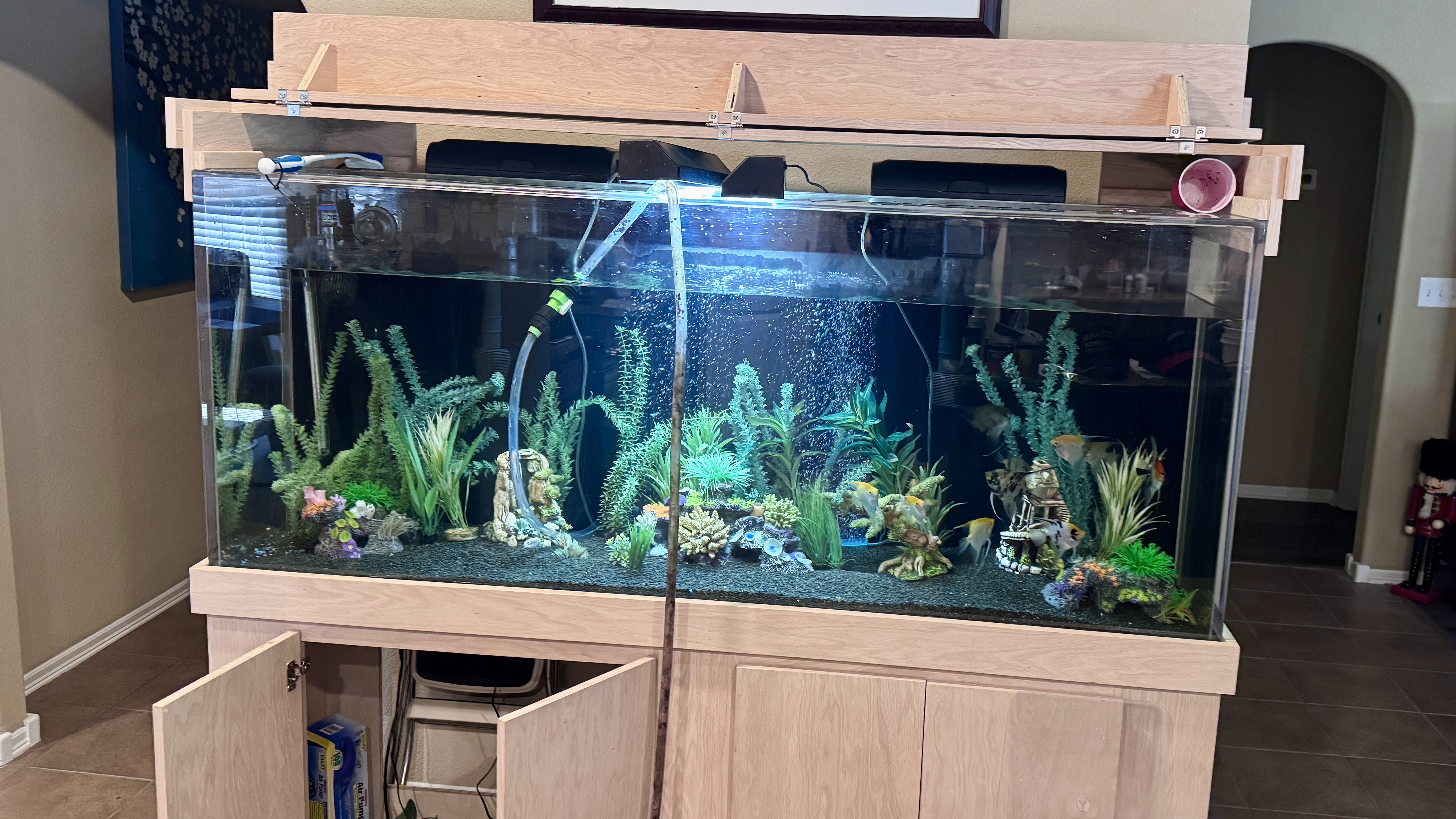 Professional freshwater aquarium maintenance in the Tulsa area