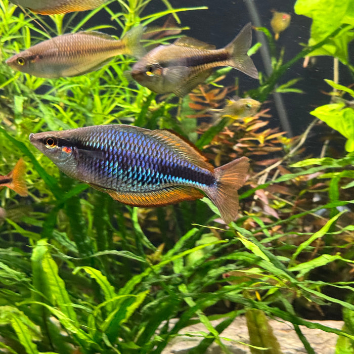 Painted Rainbowfish