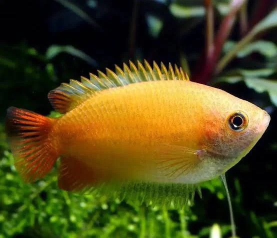 Healthy freshwater fish available at Fins For Grins