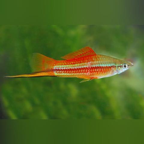 Swordtails freshwater fish at Fins For Grins in Broken Arrow