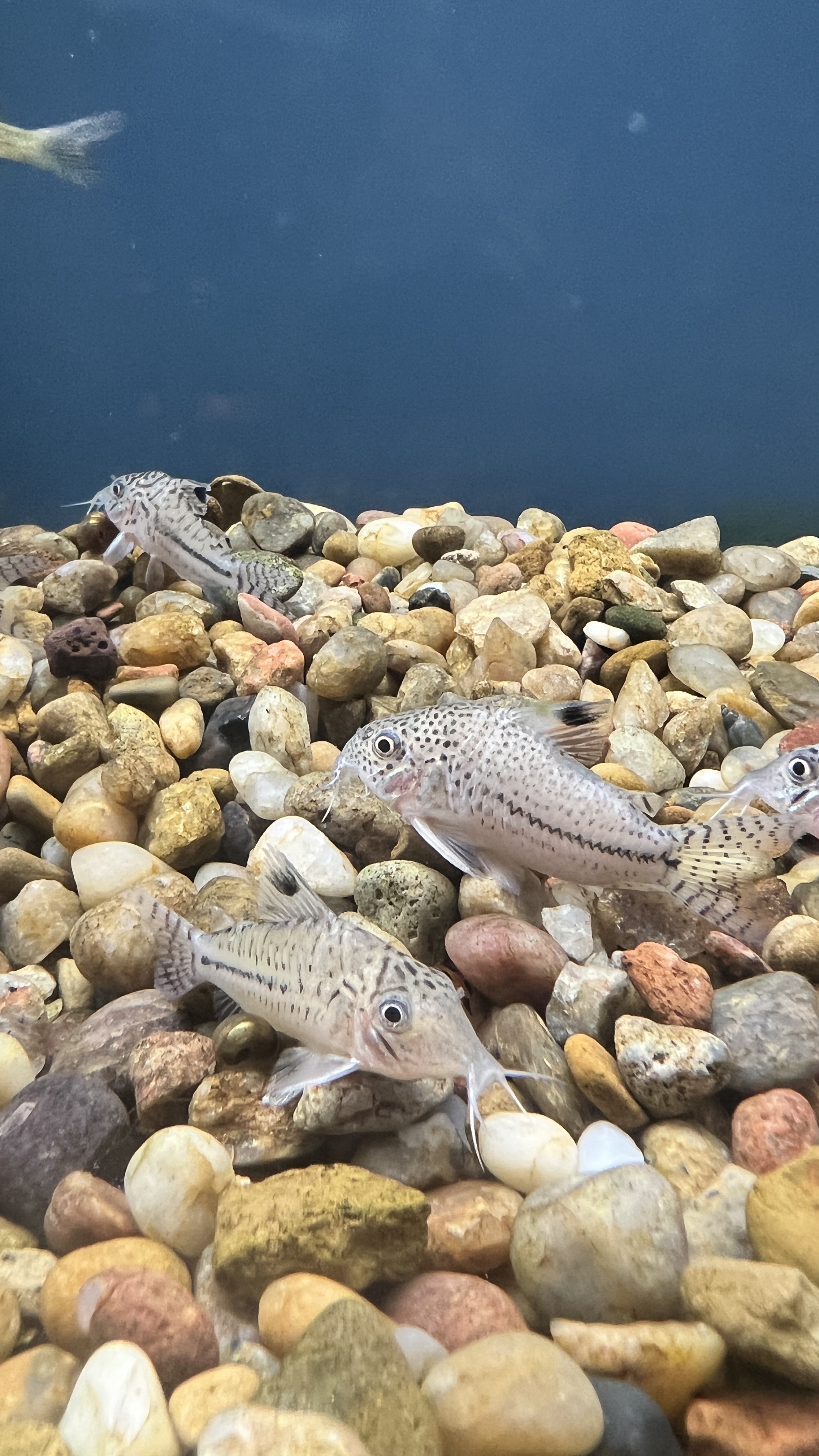Corydoras are great bottom dwellers