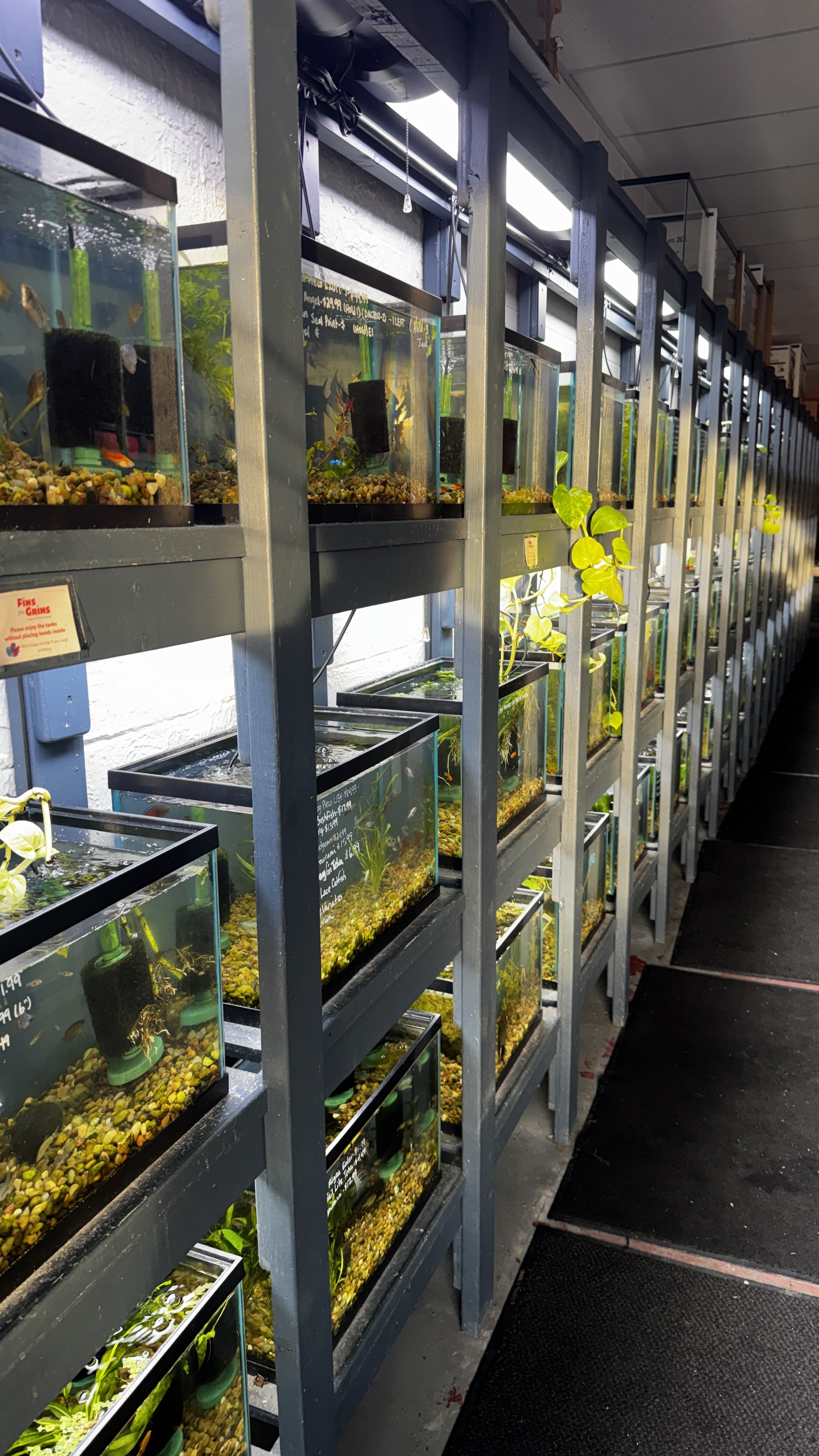 10 gallon Aquariums Rack 