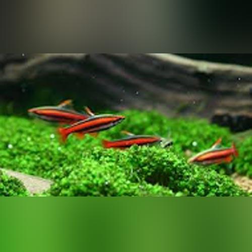 Chili Rasbora
