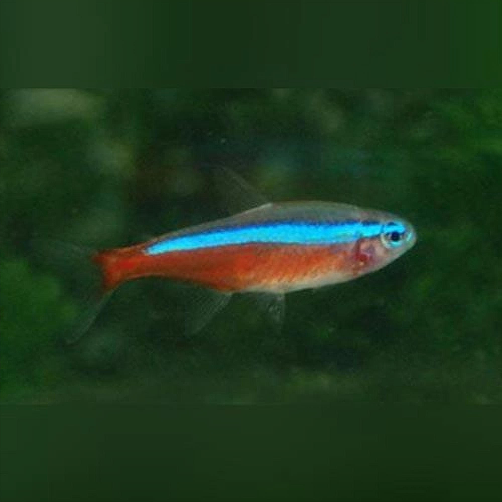 Tetra freshwater fish at Fins For Grins in Broken Arrow