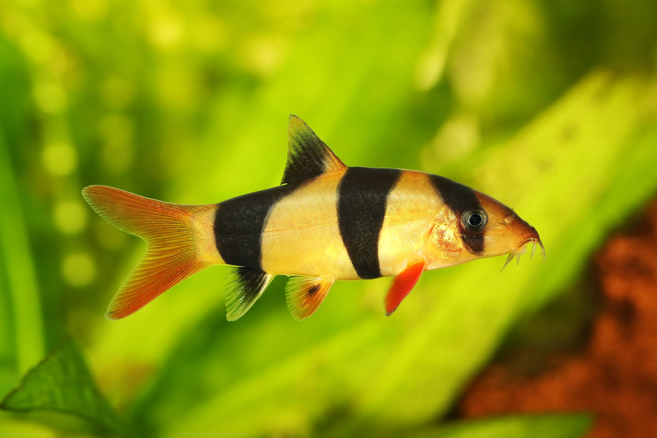 Loaches freshwater fish at Fins For Grins in Broken Arrow