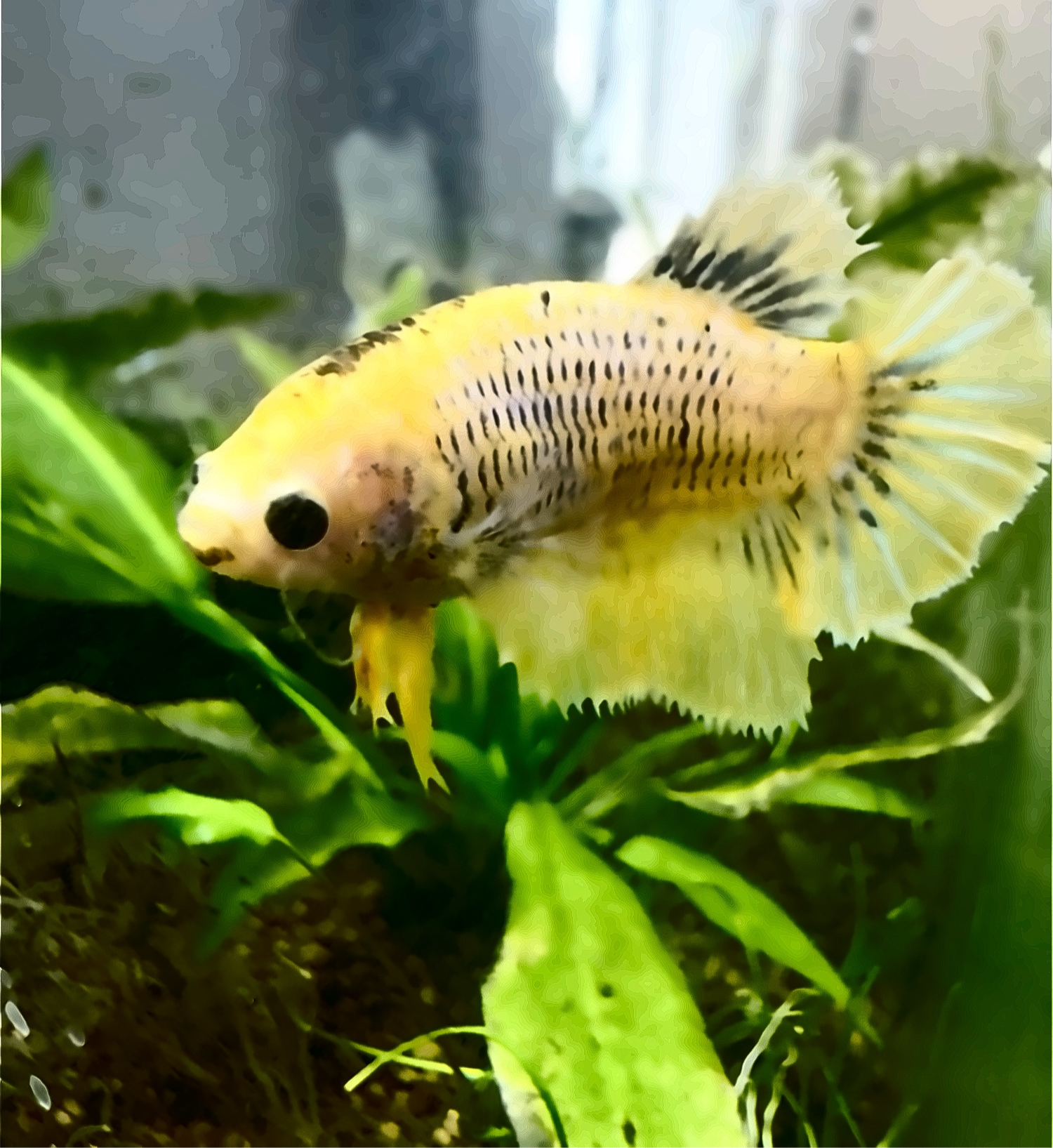 Female Betta hiding in an Amazon Sword