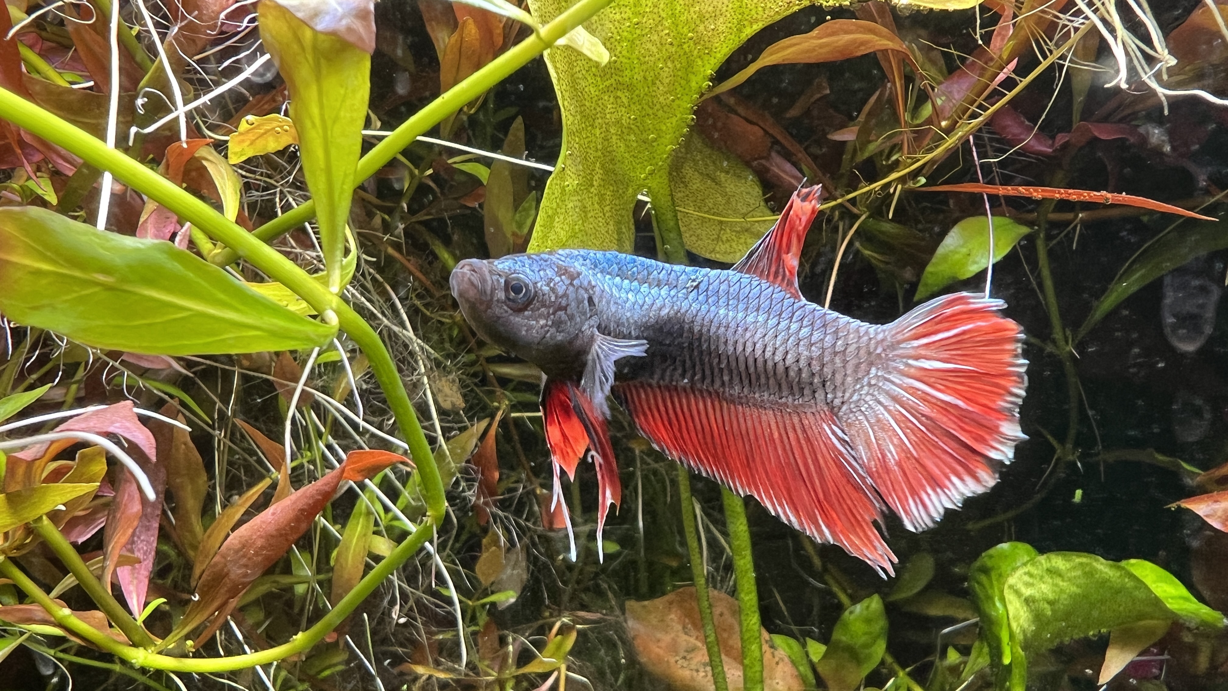 Male King Betta swimming in a planted tank