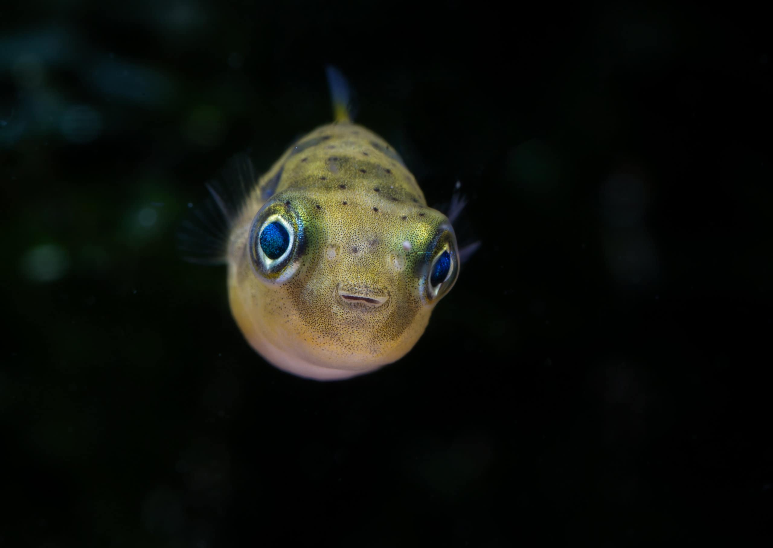Species Profile: Pea Puffer -  Everything You Need to Know 
