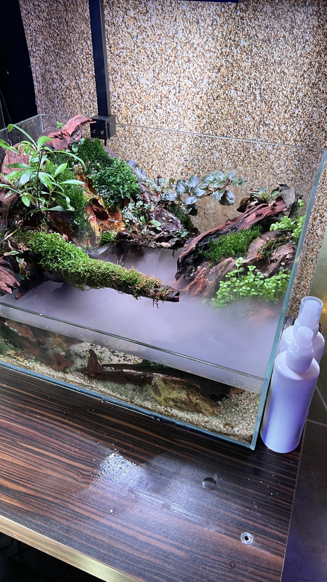 A beautiful planted tank