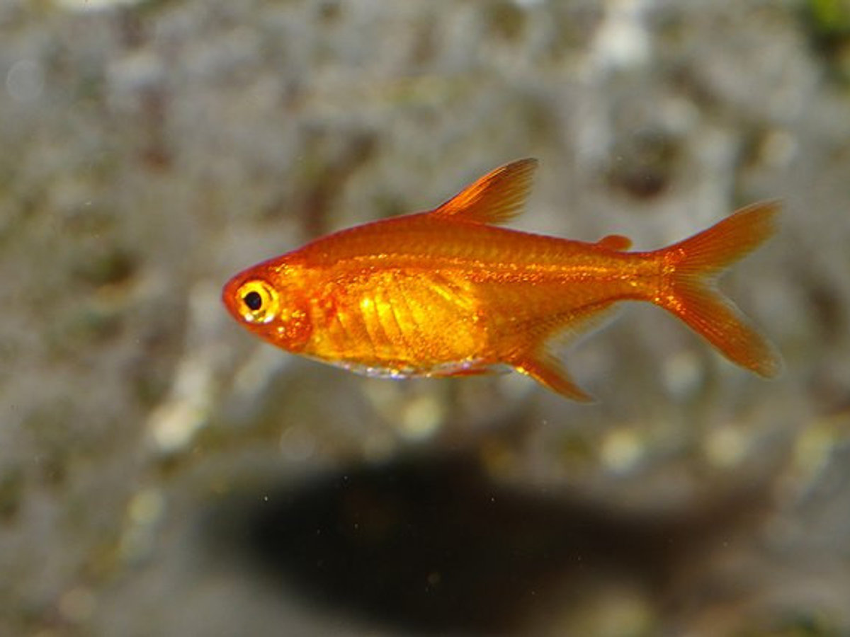 Ember Tetra (Hyphessobrycon amandae)