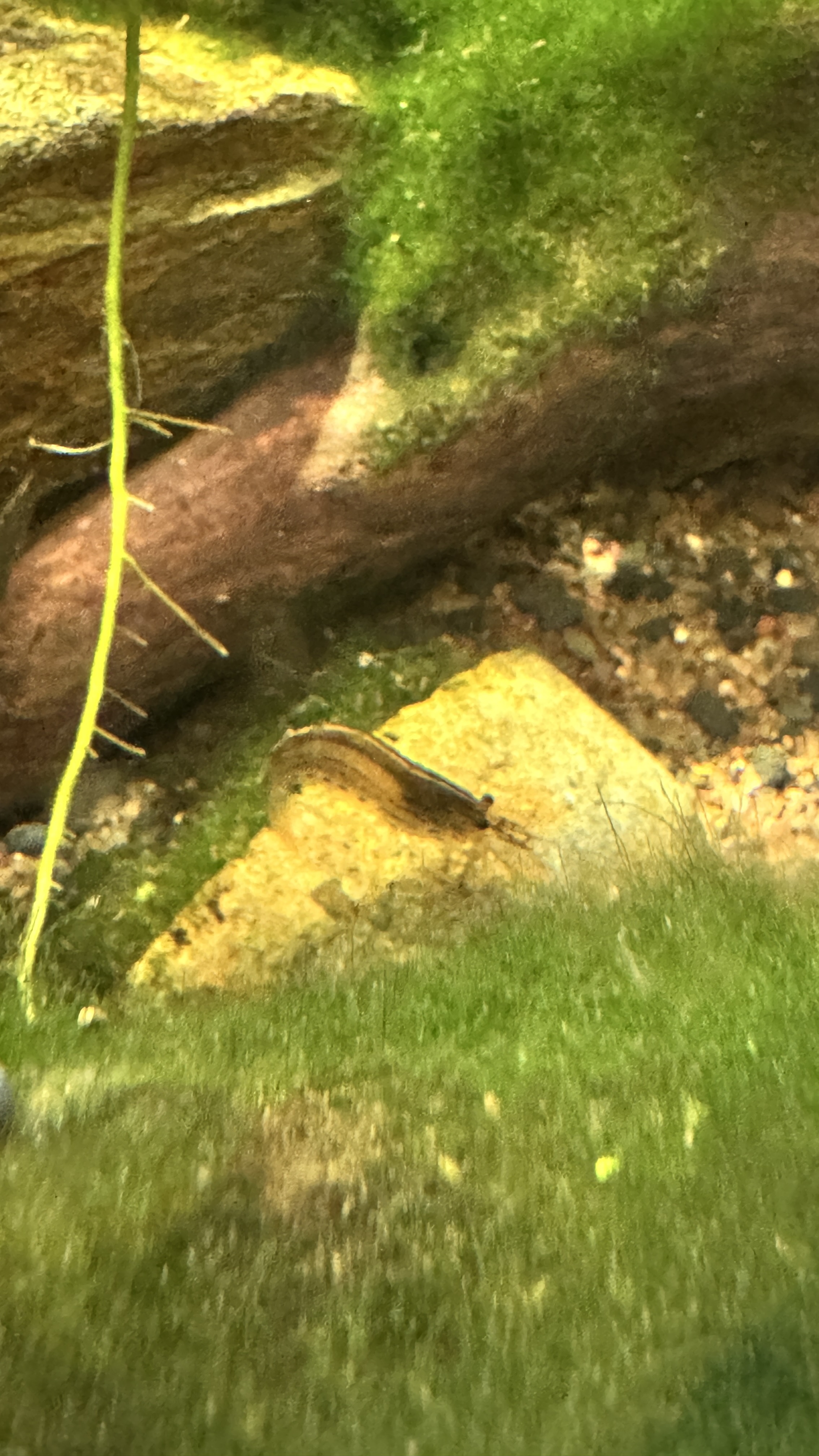 The Ultimate Amano Shrimp Care Guide: Meet Your Clean-Up Crew