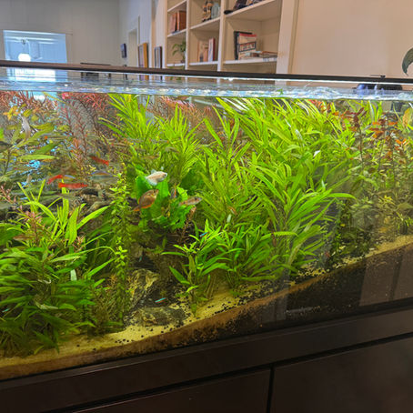 180 Gallon Planted Aquarium 