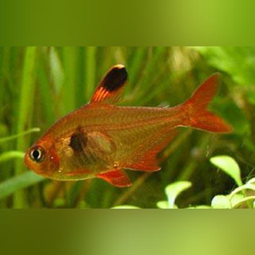 Serpae Tetra