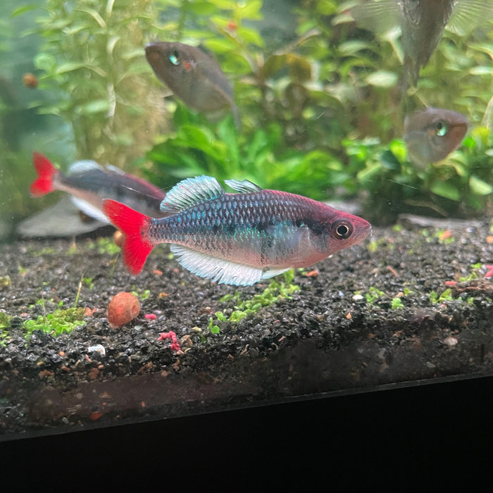 Kali Tawa Rainbowfish