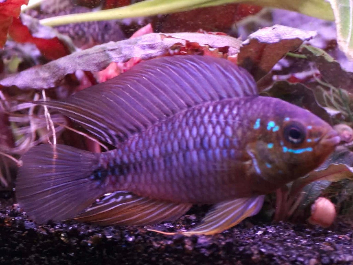Opal Umbrella Borelli (Apistogramma borellii ) Bella Union