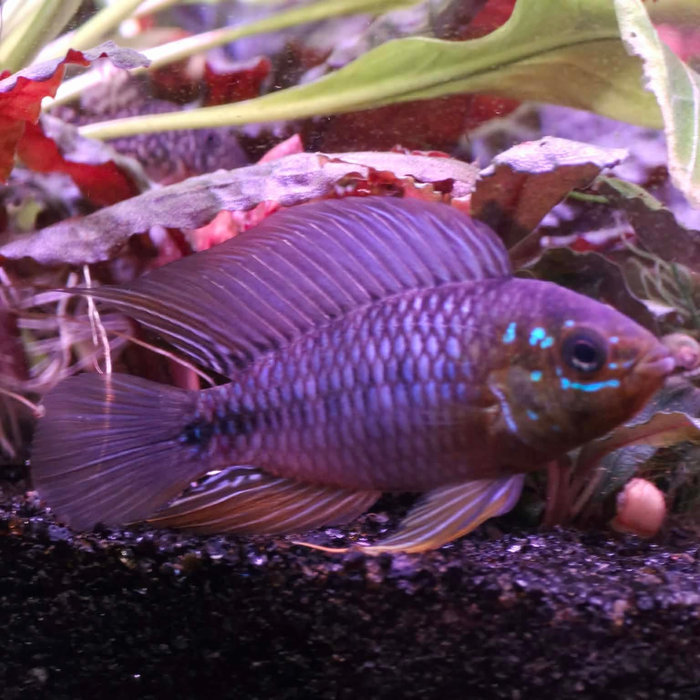 Opal Umbrella Borelli (Apistogramma borellii ) Bella Union