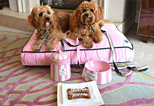 Hotel Pet Sitting in Palm Springs, Rancho Mirage, Indian Wells, Palm Desert, La Quinta