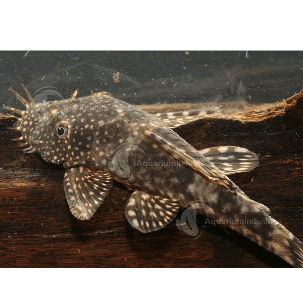 Bristlenose Catfish