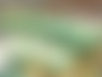 カモミール 2個