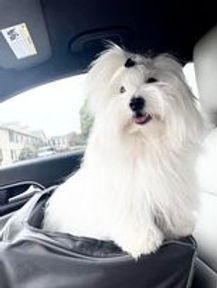 Muneca car.jpg