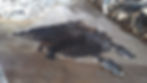 Cow Hide