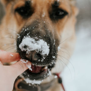 Motivation: Toys & Treats