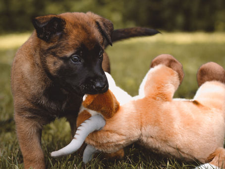 Tips for your New Puppy