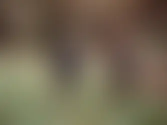 Socializing your Dog or New Puppy