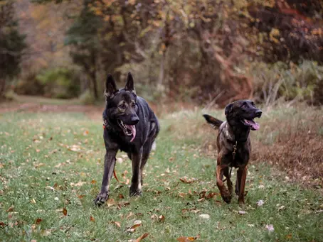 Socializing your Dog or New Puppy