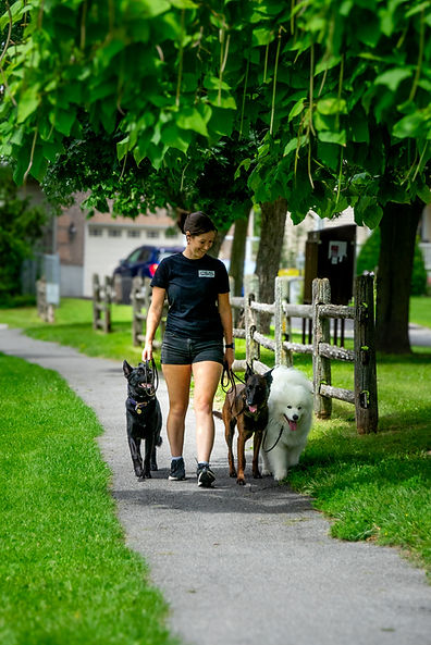 Dogs walking with trainer