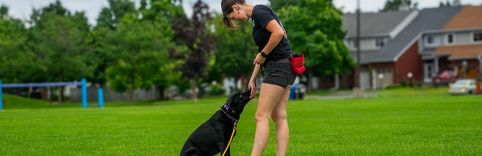 Dog Trainer and Dogs