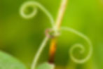 Nurturing Nature