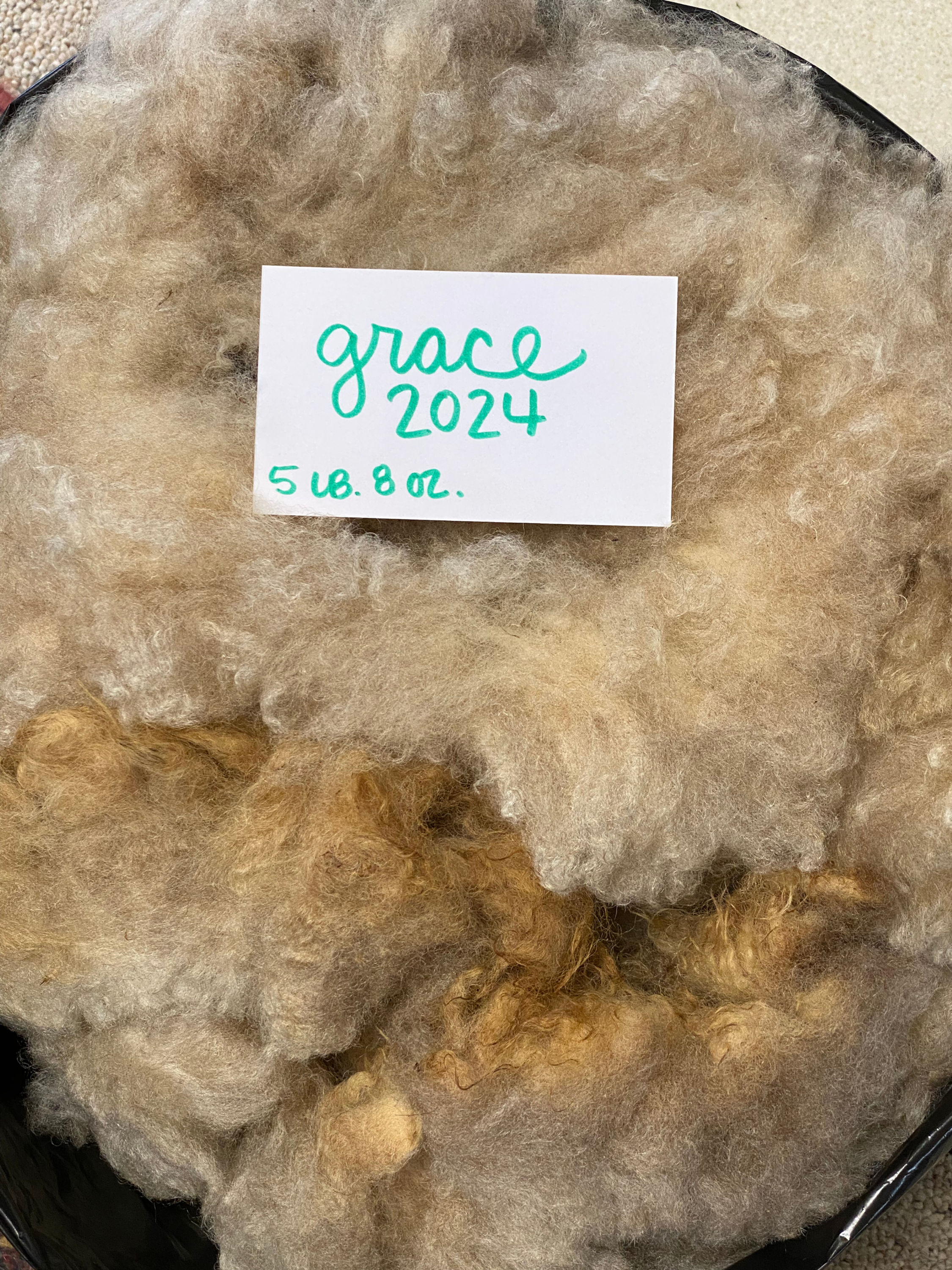 Raw Shetland Fleece - 4 lb 13 oz (Grace)