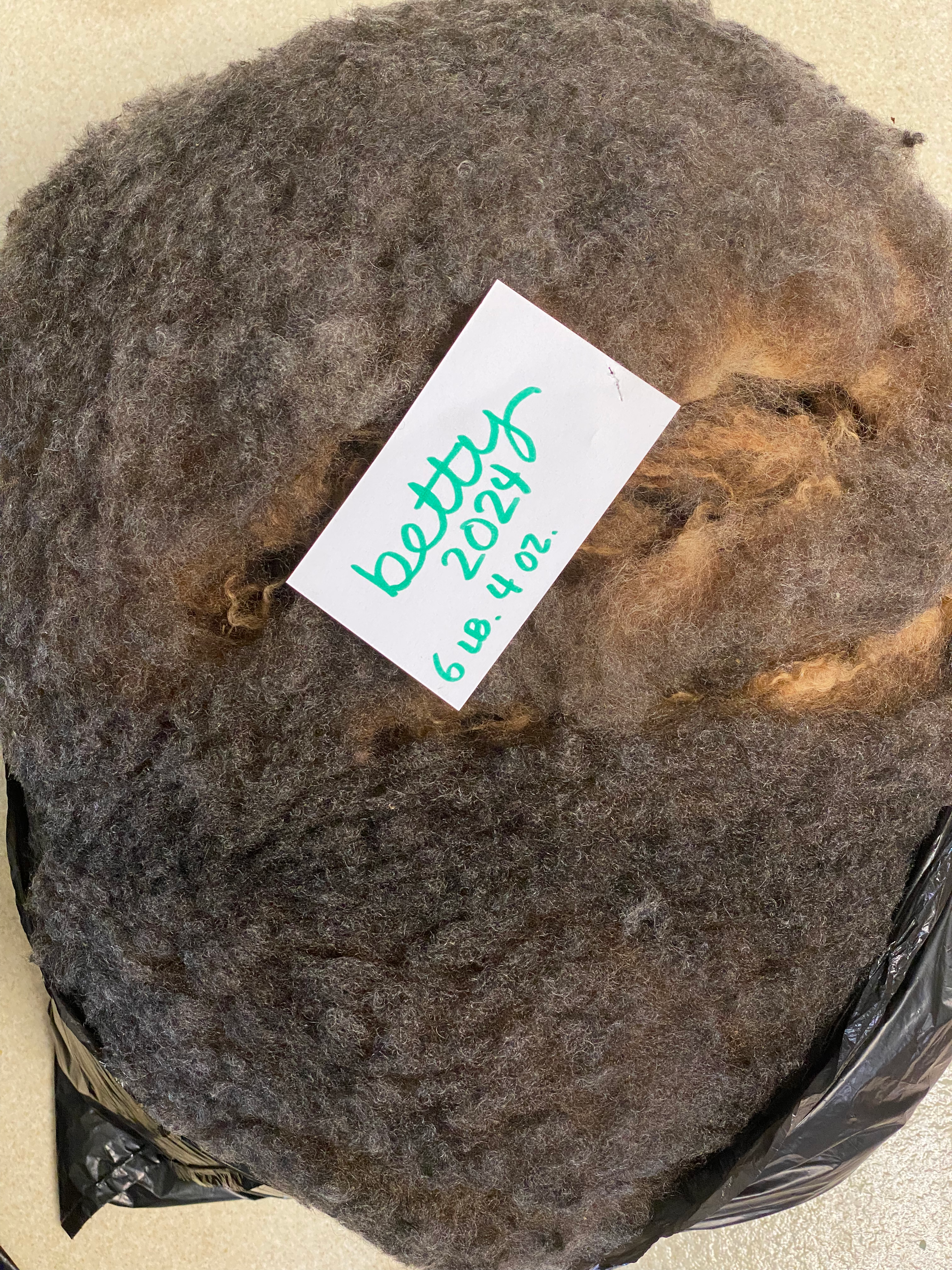 Raw Shetland Fleece - 5 lb 11 oz (Betty)