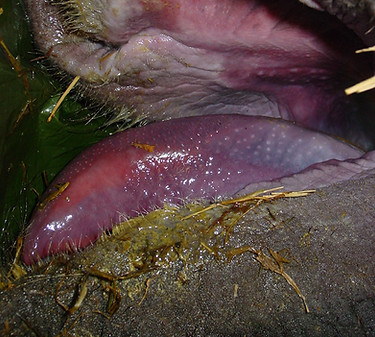 Necropsy photo of a cyanotic tongue of a 1-yr-old Asian elephant calf that died of a ruptured intestine, incarcerated in a hernia mesenterialis.