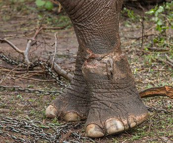 Deep skin wounds on the hind legs of an Asian elephatnt that had been chained for a prolonged period