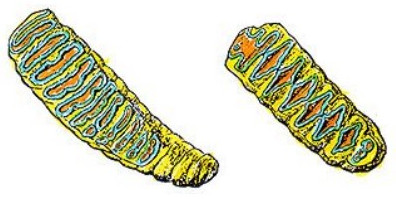 The distinctive Occlusal Wear Patterns characteristic of Asian and African elephant molars