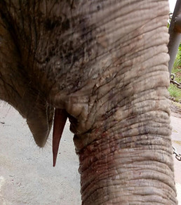 Protruding tusk pulp after fracture of the tusk in a youndg Asian elephant