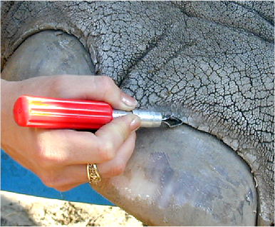 Careful (!) trimming of the cuticles is only indicated when they have overgrown the nail (Courtesy: Susan Mikota)